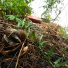 ESCARGOTS dans le jardin. Tendre baiser. ( photo prise le 21 juillet 2025 ) . vue 2.          REMI JAYAT